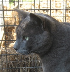Yaralin Romeo, russian blue photo